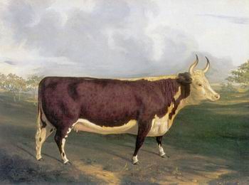 Cow 145